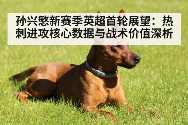 孙兴慜新赛季英超首轮展望：热刺进攻核心数据与战术价值深析